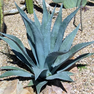 Agave (Agave americana) | växt
