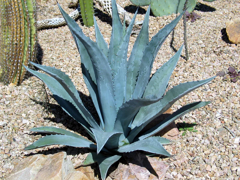 Agave (Agave americana) | växt - Bild 2