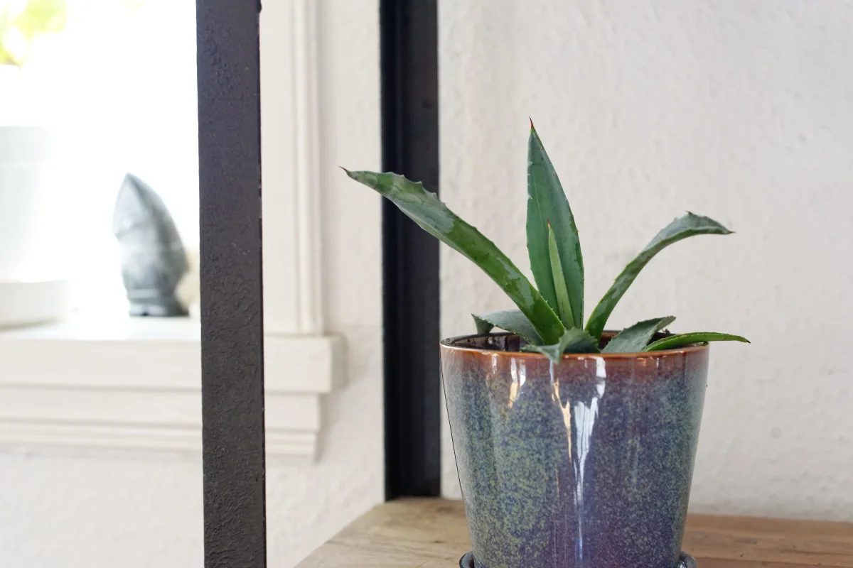 Agave (Agave americana) | växt - Bild 3