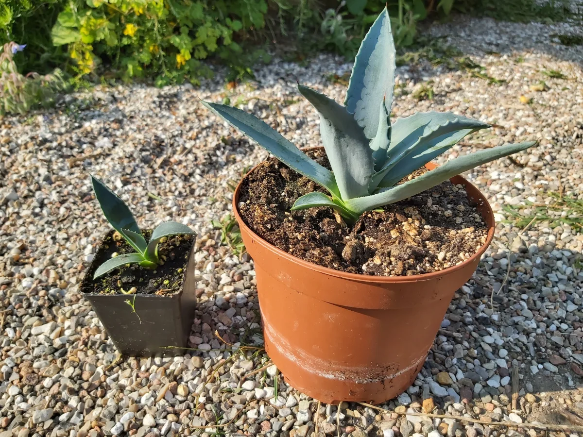 Agave (Agave americana) | växt - Bild 4