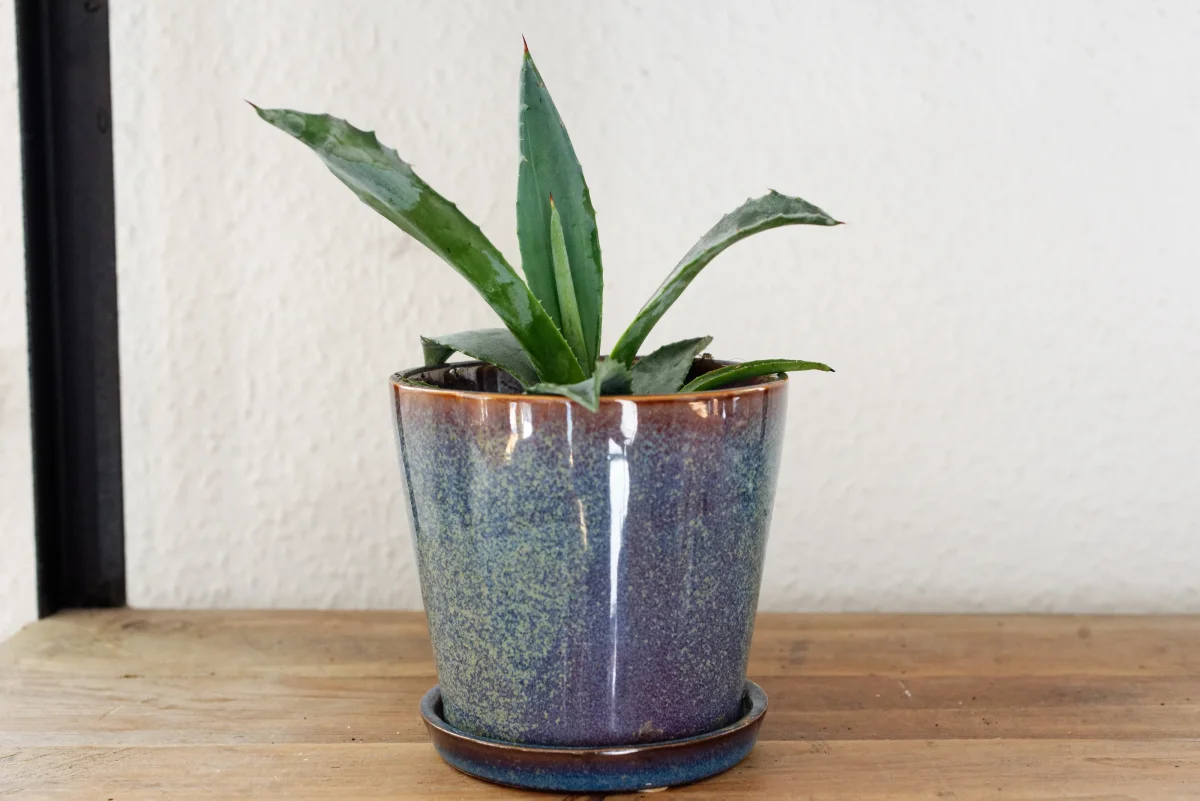 Agave (Agave americana) | växt - Bild 5