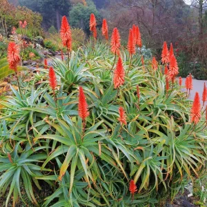 Grenad Aloe (Aloe arborescens) | plantera