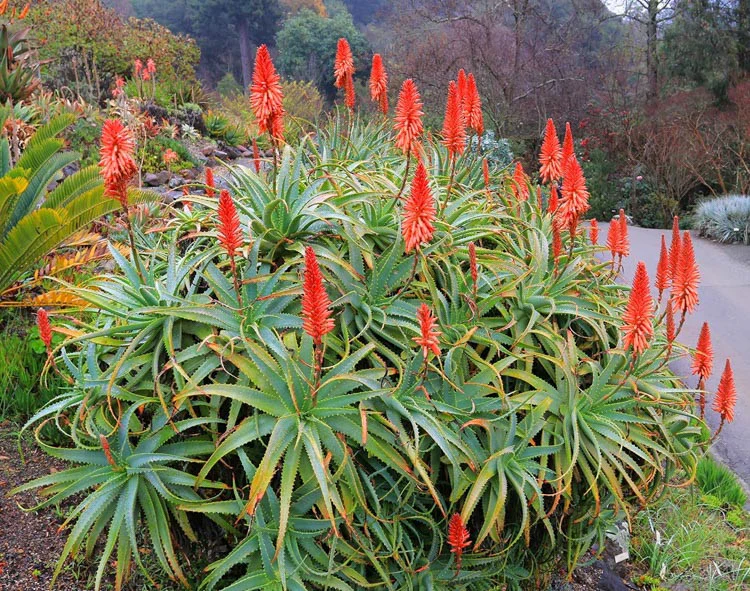 Grenad Aloe (Aloe arborescens) | plantera
