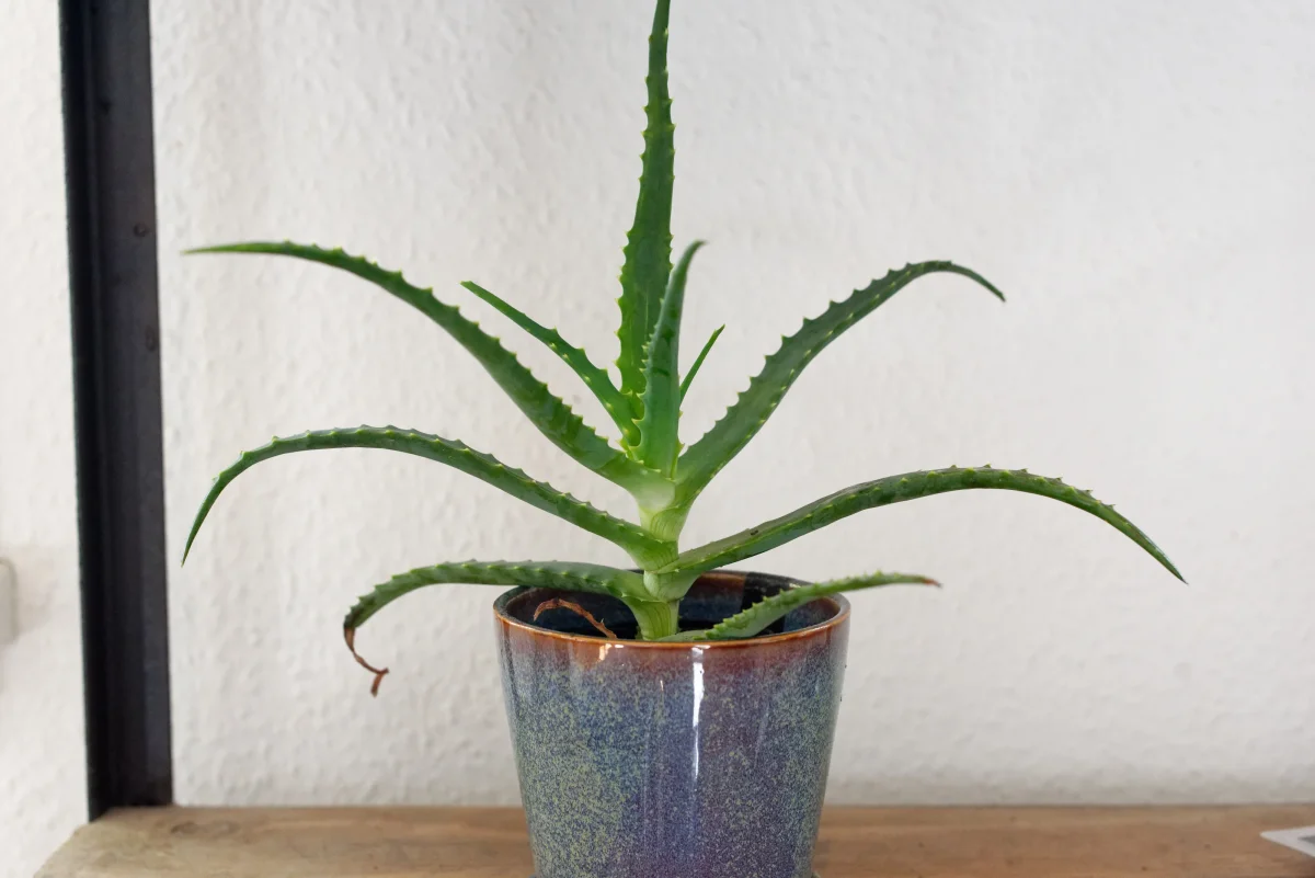 Grenad Aloe (Aloe arborescens) | plantera - Bild 3