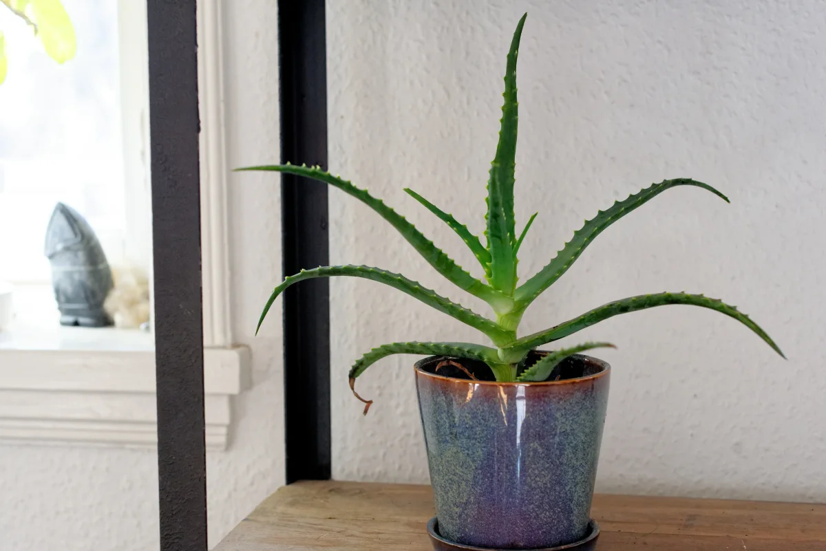 Grenad Aloe (Aloe arborescens) | plantera - Bild 4
