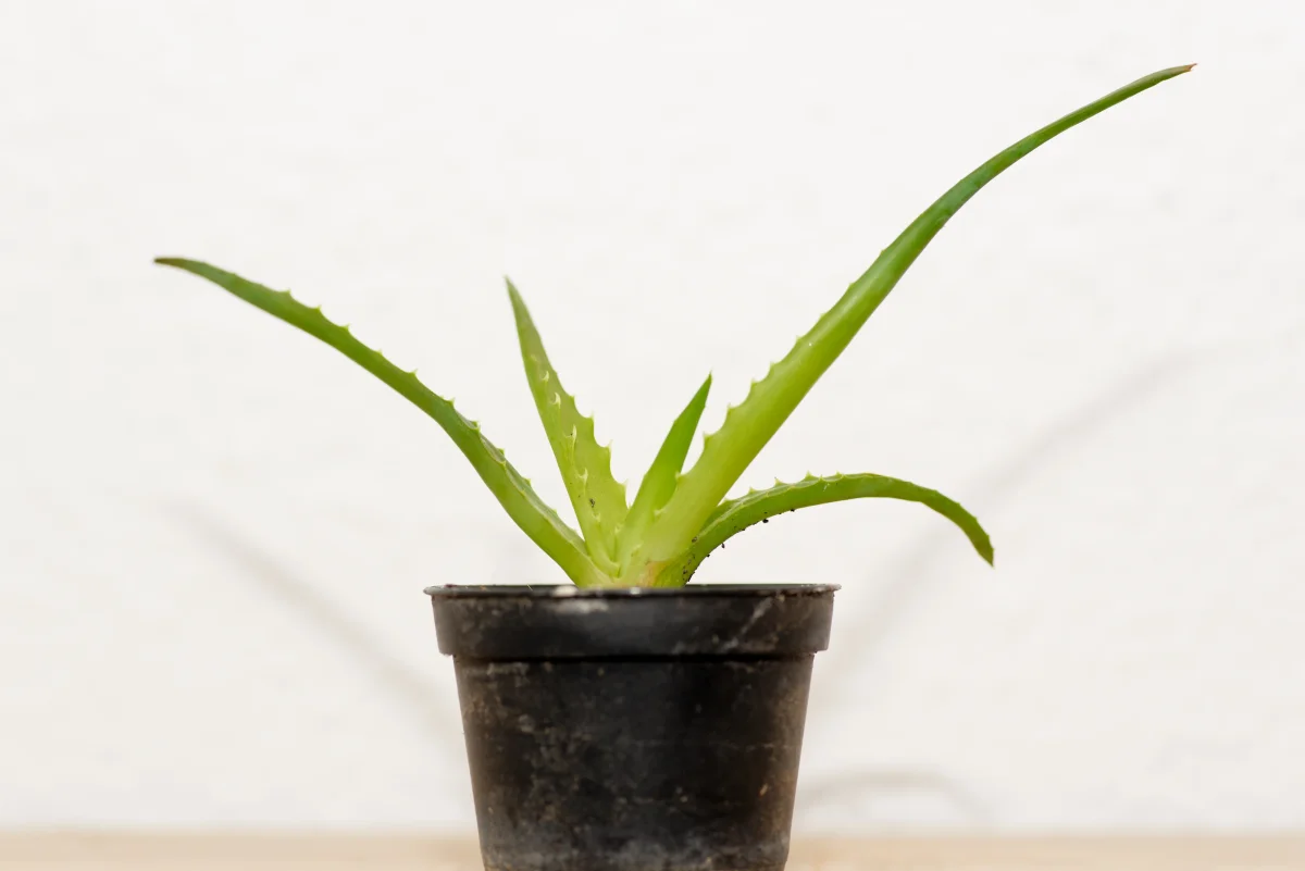 Grenad Aloe (Aloe arborescens) | plantera - Bild 5