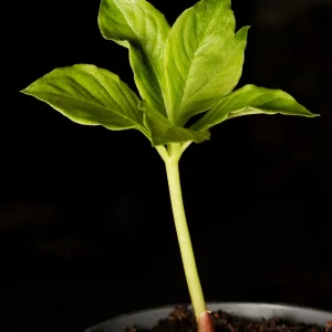 Elefantjams (Amorphophallus paeoniifolius) | plantera