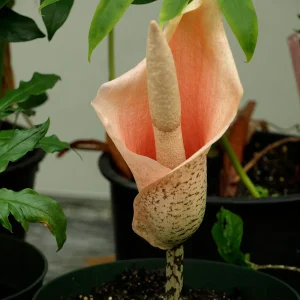 Amorphophallus (Amorphophallus bulbifer) | knölar