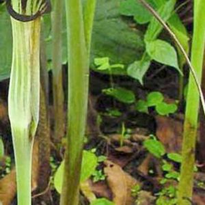 Kobralilja (Arisaema concinnum) | knölar