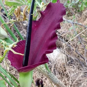 Ormlilja (Dracunculus vulgaris) | knölar