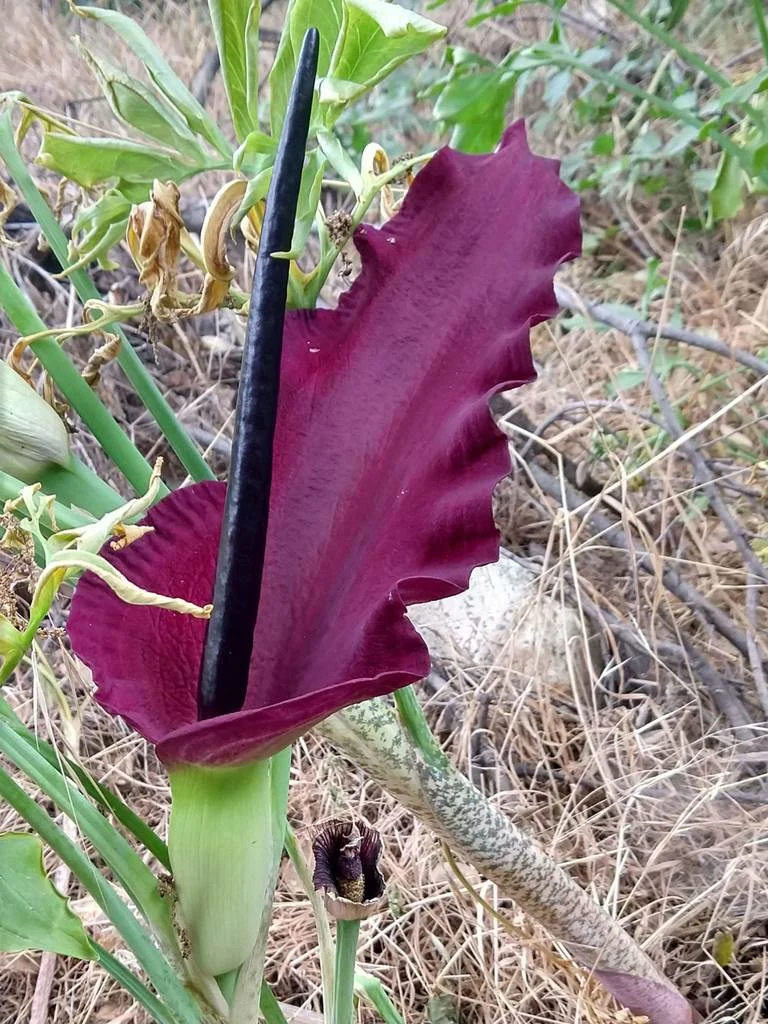 Ormlilja (Dracunculus vulgaris) | knölar