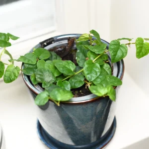 Hängande fikon (Ficus pumila)