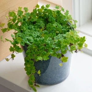 Krypande fikon (Ficus scandens quercifolia)