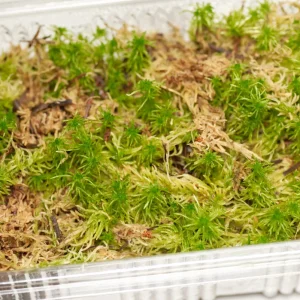 Terrariummossa: Levande sphagnum