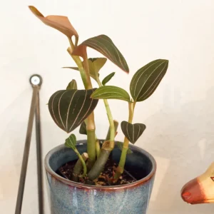 Juvelorkidé (Ludisia discolor) | växt