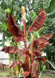 Rubinröd prydnadsbanan (Musa acuminata "Siam ruby") | växt - Bild 3