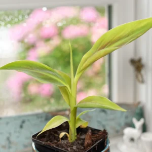 Rubinröd prydnadsbanan (Musa acuminata "Siam ruby") | växt