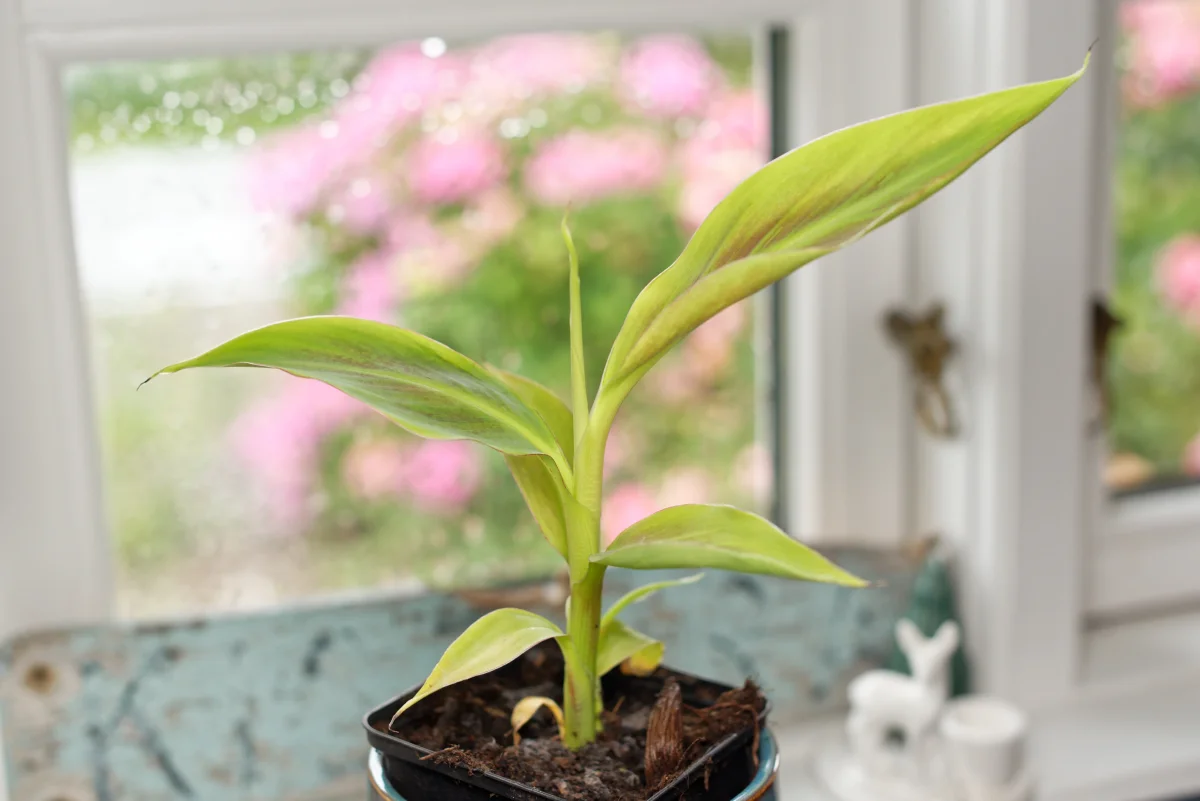 Rubinröd prydnadsbanan (Musa acuminata "Siam ruby") | växt - Bild 2