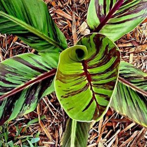 Prydnadsgroblad (Musa sikkimensis "röd tiger") | växt