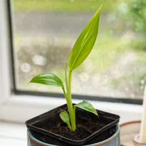 Rosa dvärgbanan (Musa velutina) | växt