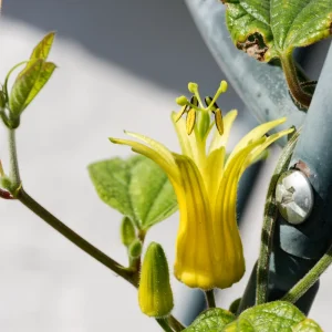 Citrina passionsblomma (Passiflora citrina) | plantera