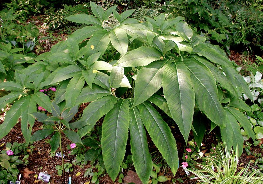 Voodoo lilja (Sauromatum venosum) | knölar - Bild 3