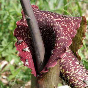 Voodoo lilja (Sauromatum venosum) | knölar