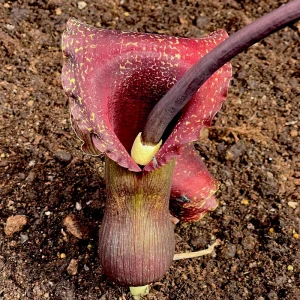 Voodooolja "Indisk jätte" (Sauromatum venosum) | knölar