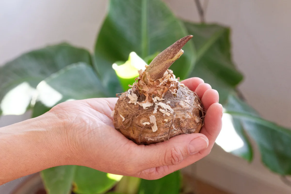 Voodoo lilja (Sauromatum venosum) | knölar - Bild 4