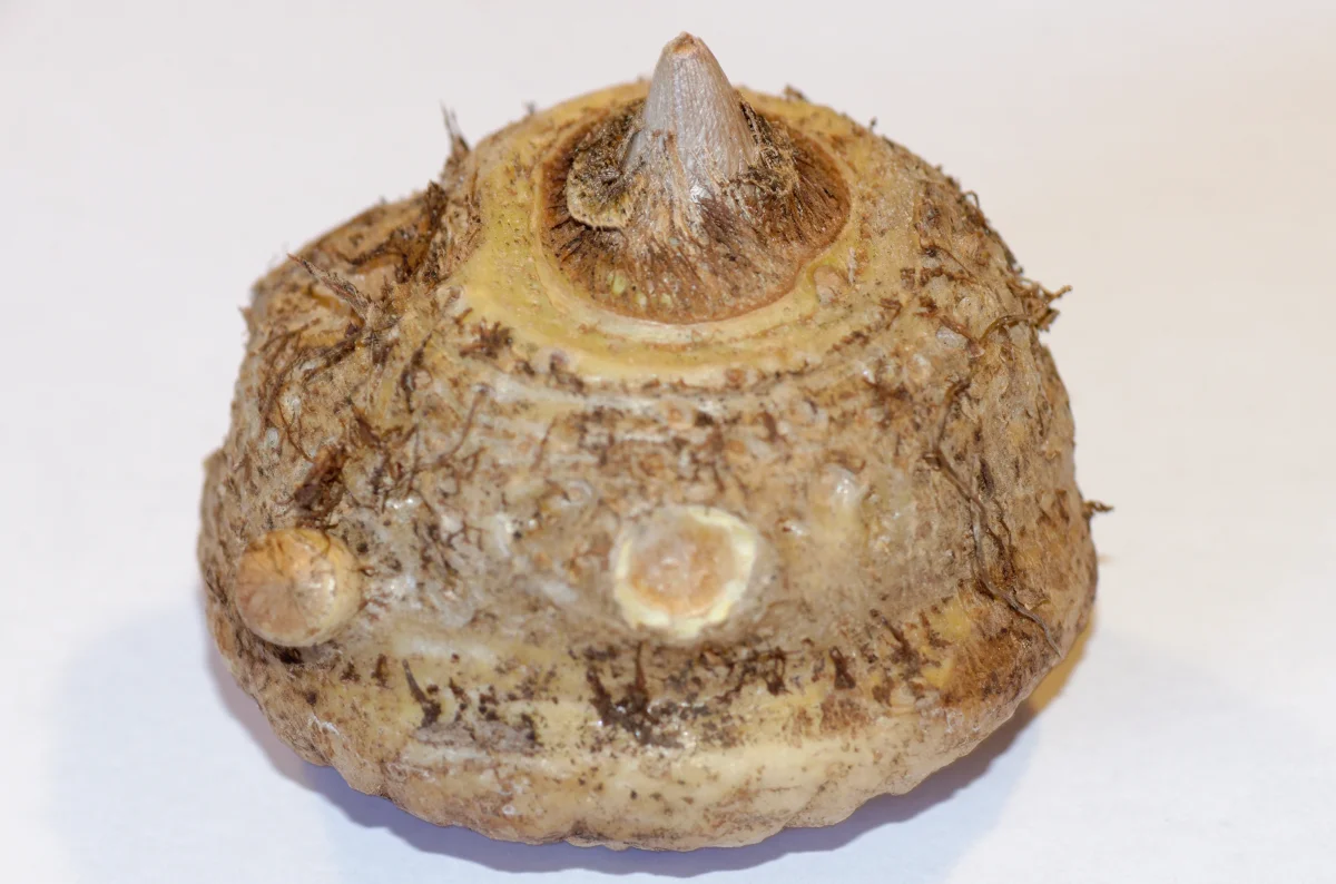 Voodoo lilja (Sauromatum venosum) | knölar - Bild 5