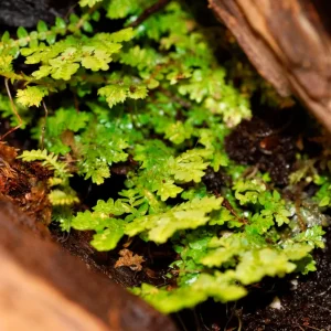 Påfågelmossa (Selaginella uncinata)