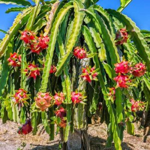 Röd drakefrukt (Hylocereus costaricensis) | växt