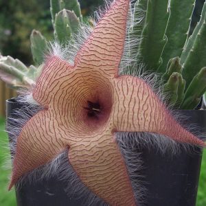 Jättestjärnblomma (Stapelia gigantea) | växt