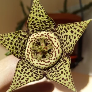 Stjärna (Stapelia variegata) | växt