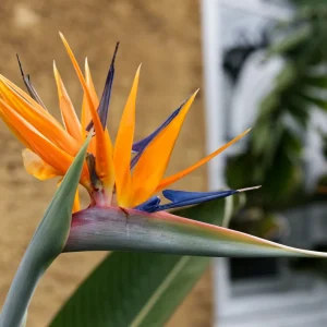 Paradisets blomma (Strelitzia reginae) | växt