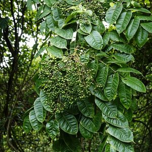 Indisk pepparträd (Zanthoxylum rhetsa) | frön, 10 st.