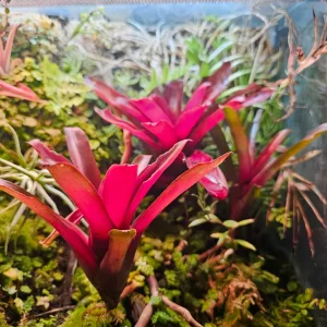Bromelia (Bromelia sp.)